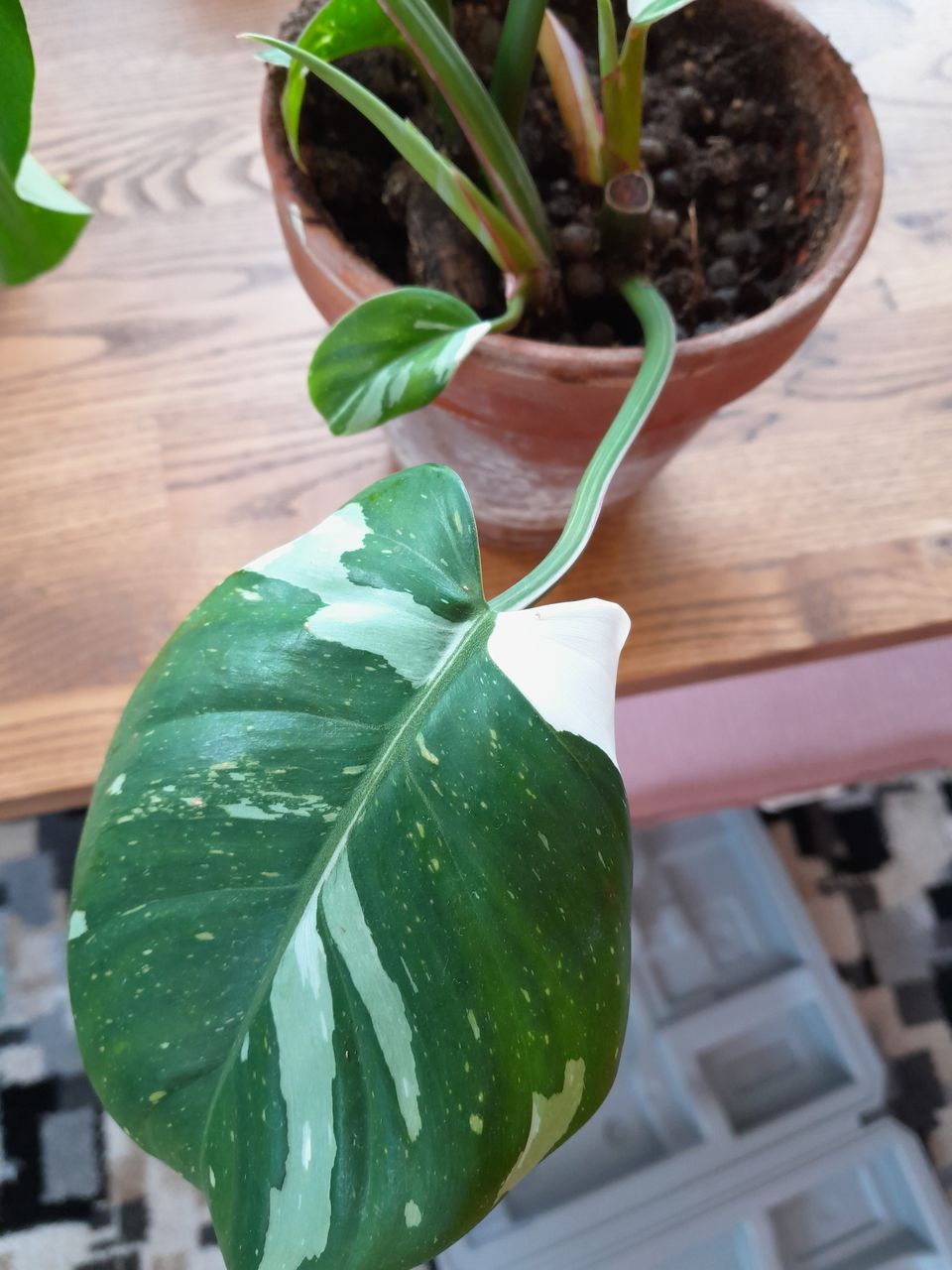 Philodendron white princess