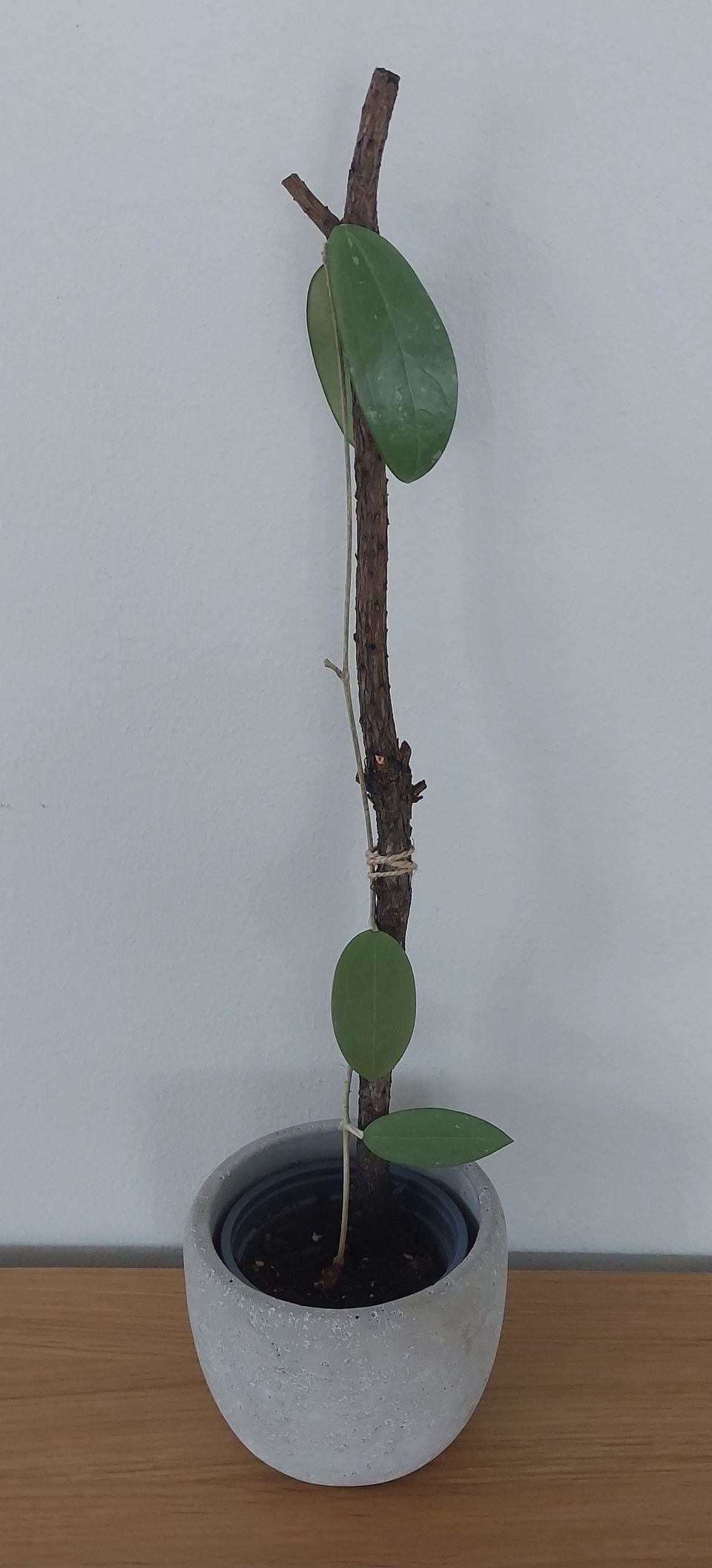 Hoya Parasitica