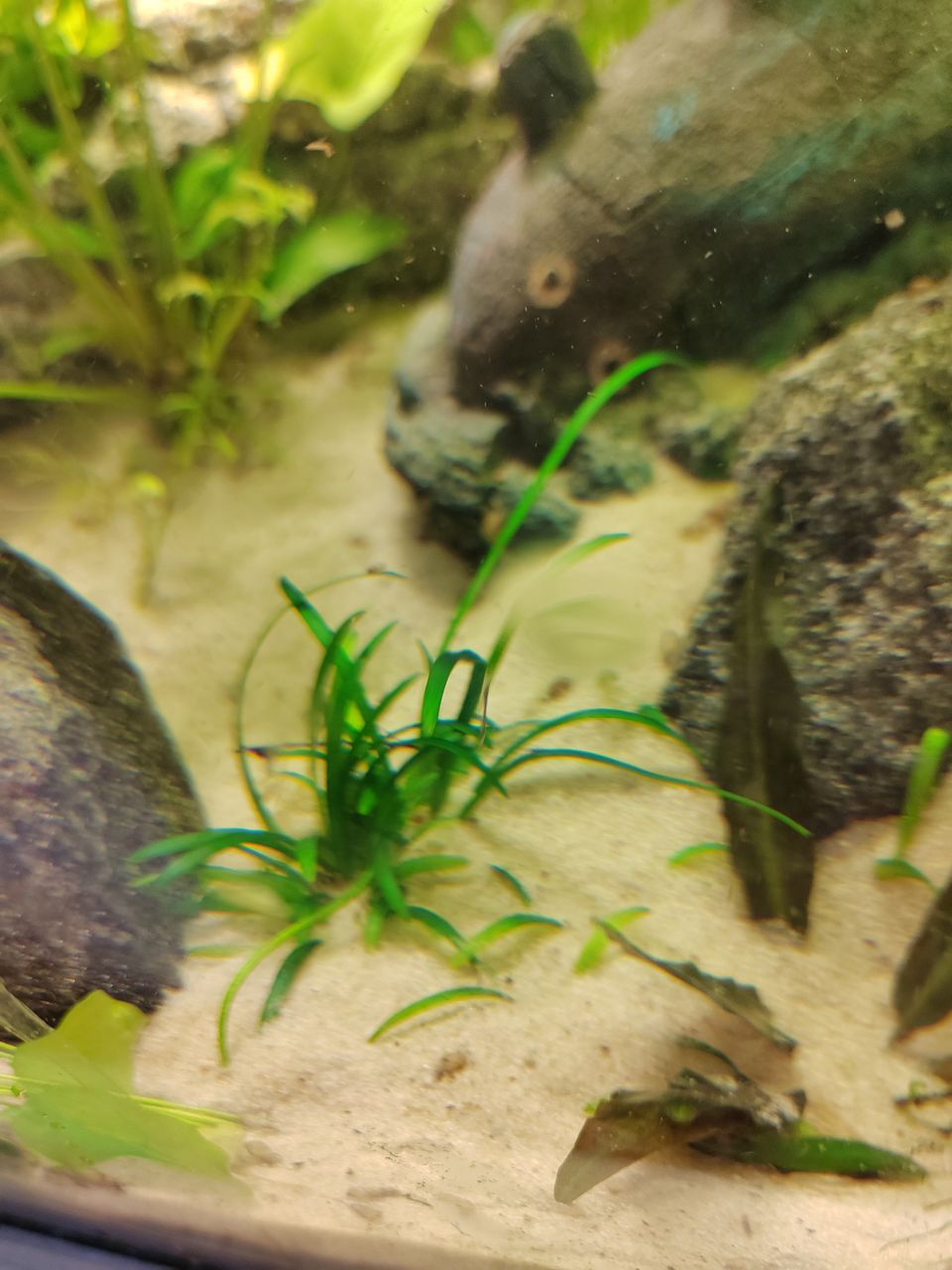 Vallisneria