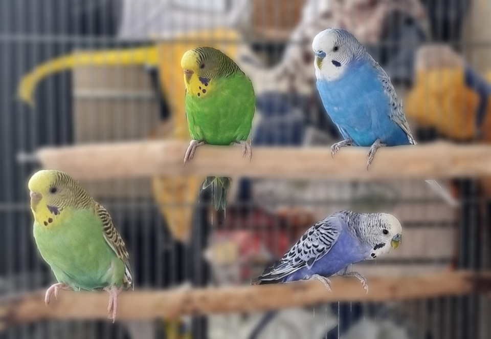 Budgie pair - undulaatti pari