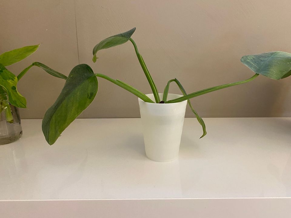 Philodendron Jose Buono iso pistokas