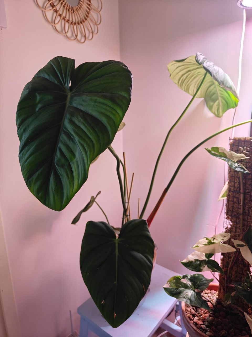 Philodendron Dean Mcdowell
