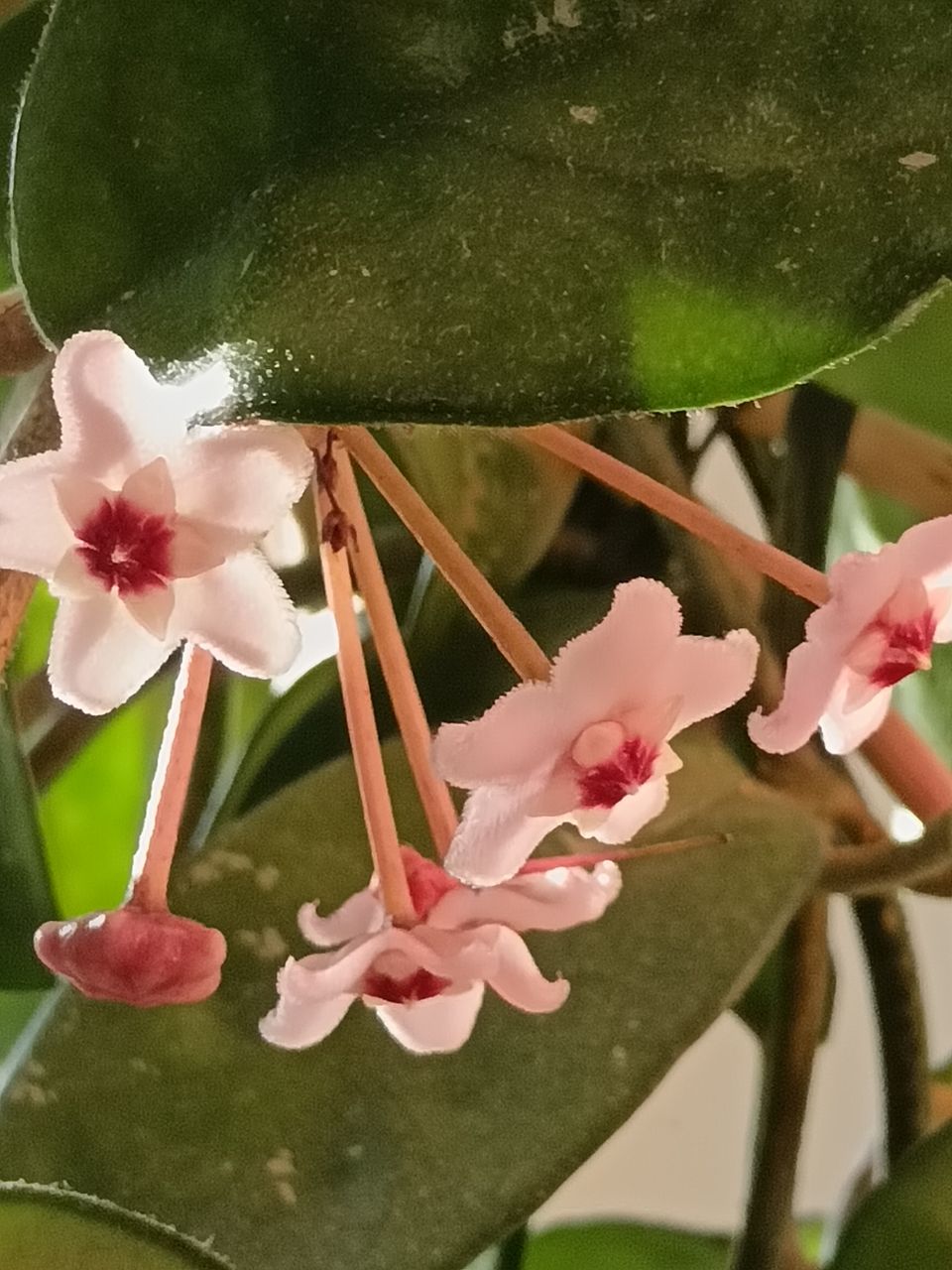 Hoya "Krinkle8" suklaantuoksuinen kukka