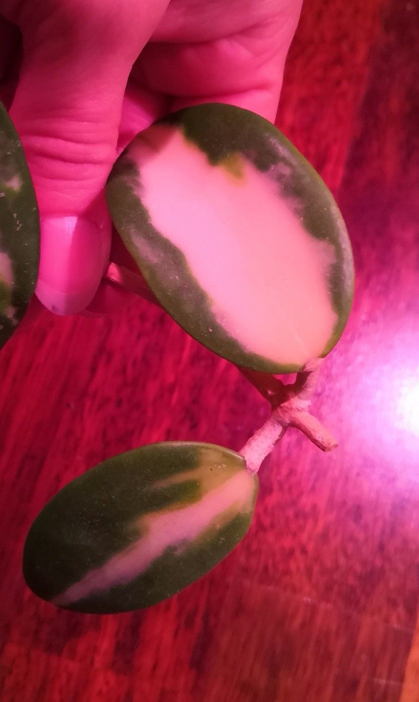 Hoya acuta variegata pistokas