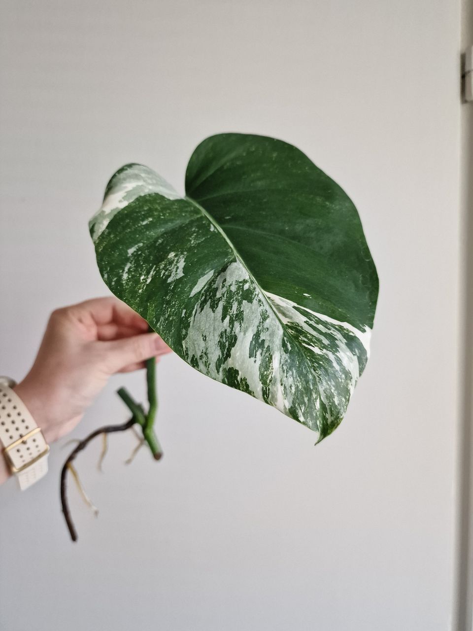 Monstera variegata pistokas nro 4