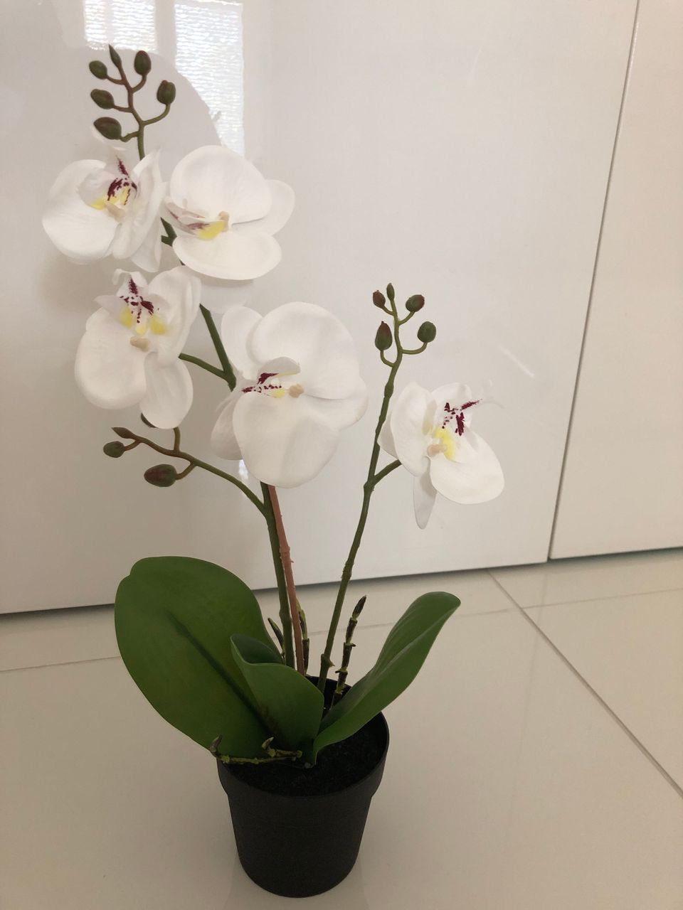 Orkidea tekokasvi