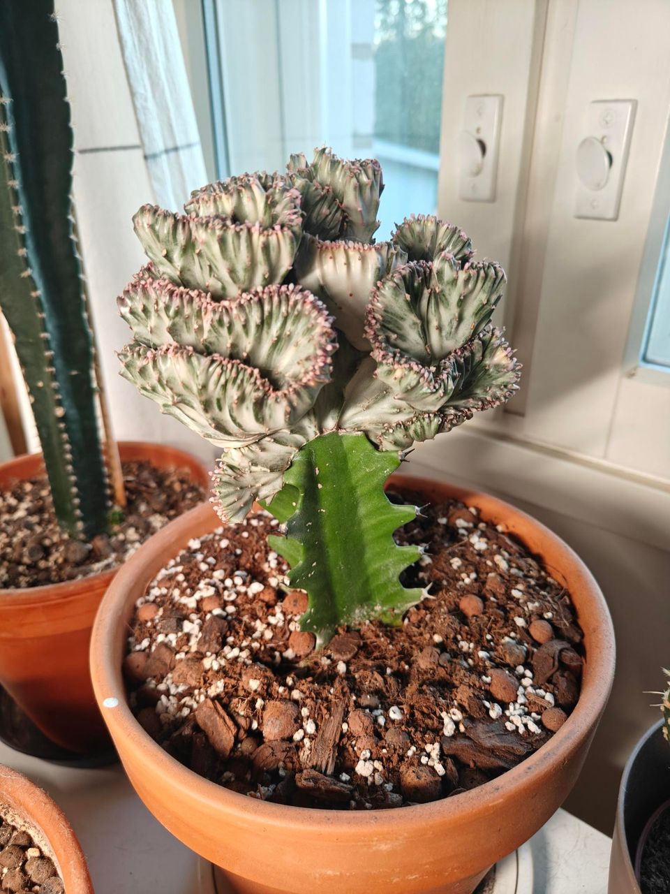 Kaktus/tyräkki isossa saviruukussa