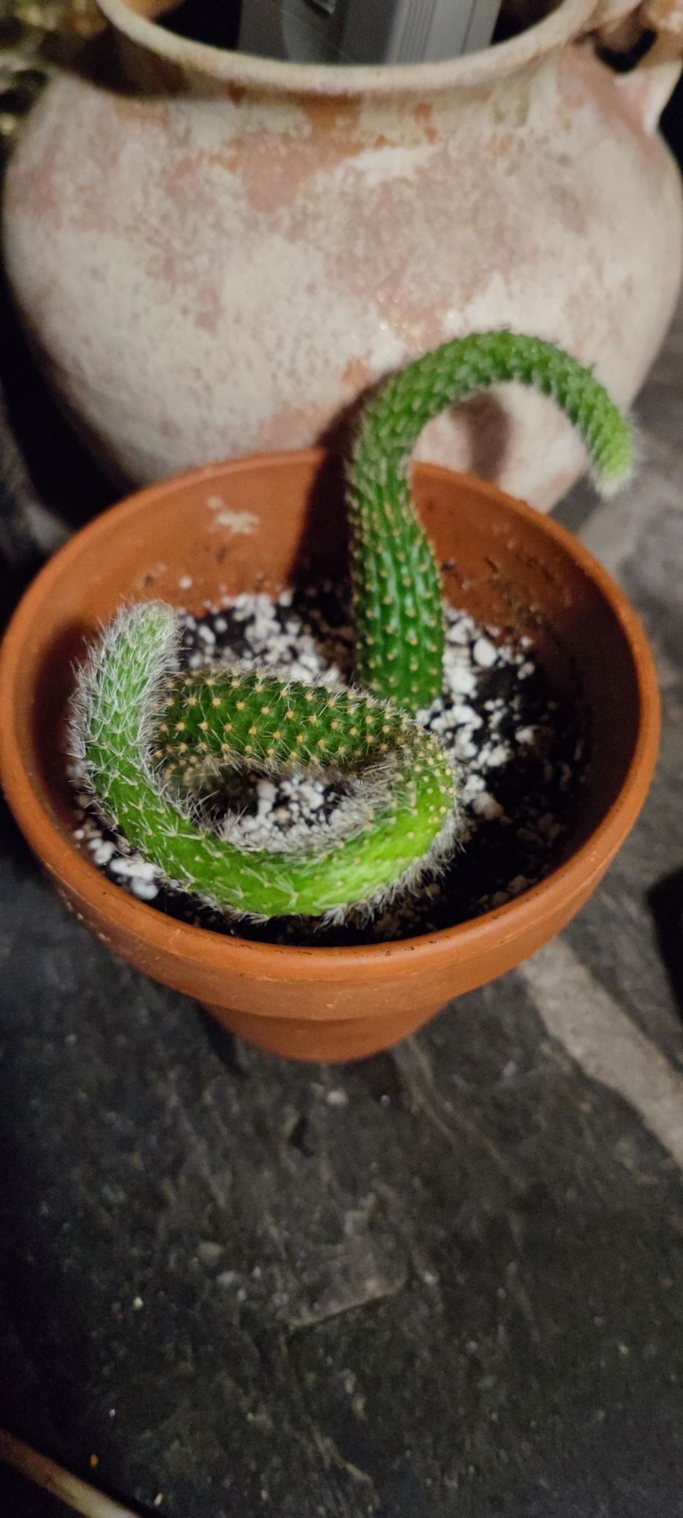 Cleistocactus Winteri / Apinanhäntä kaktus