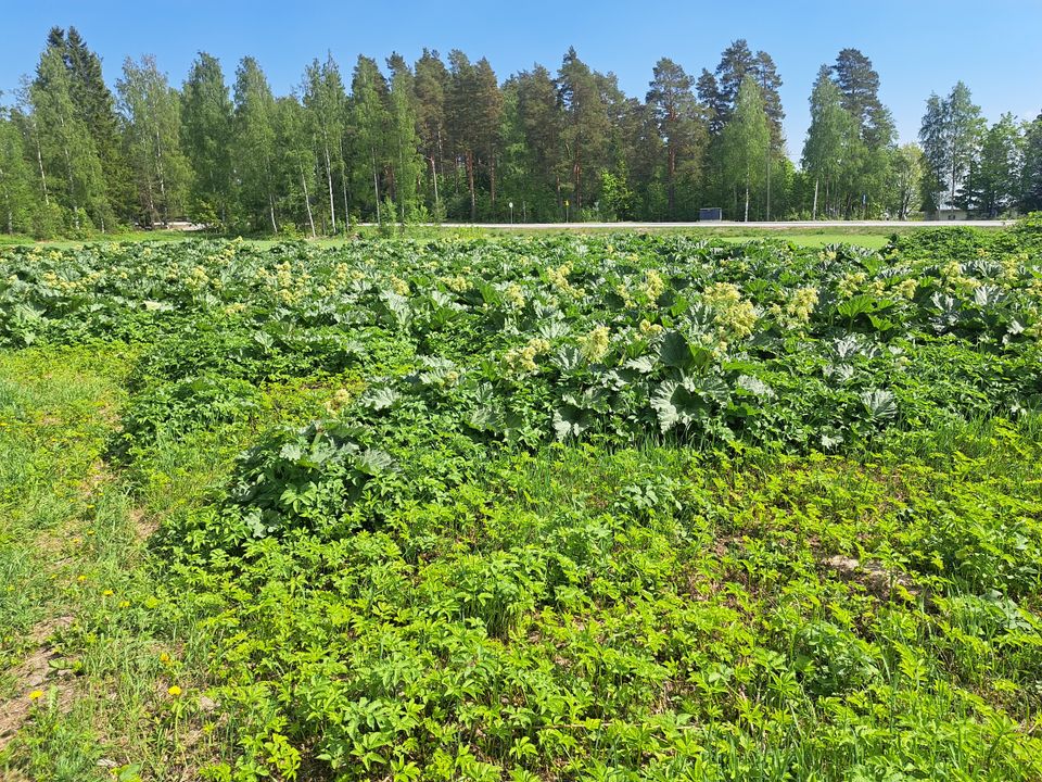 Raparperiä reilusti