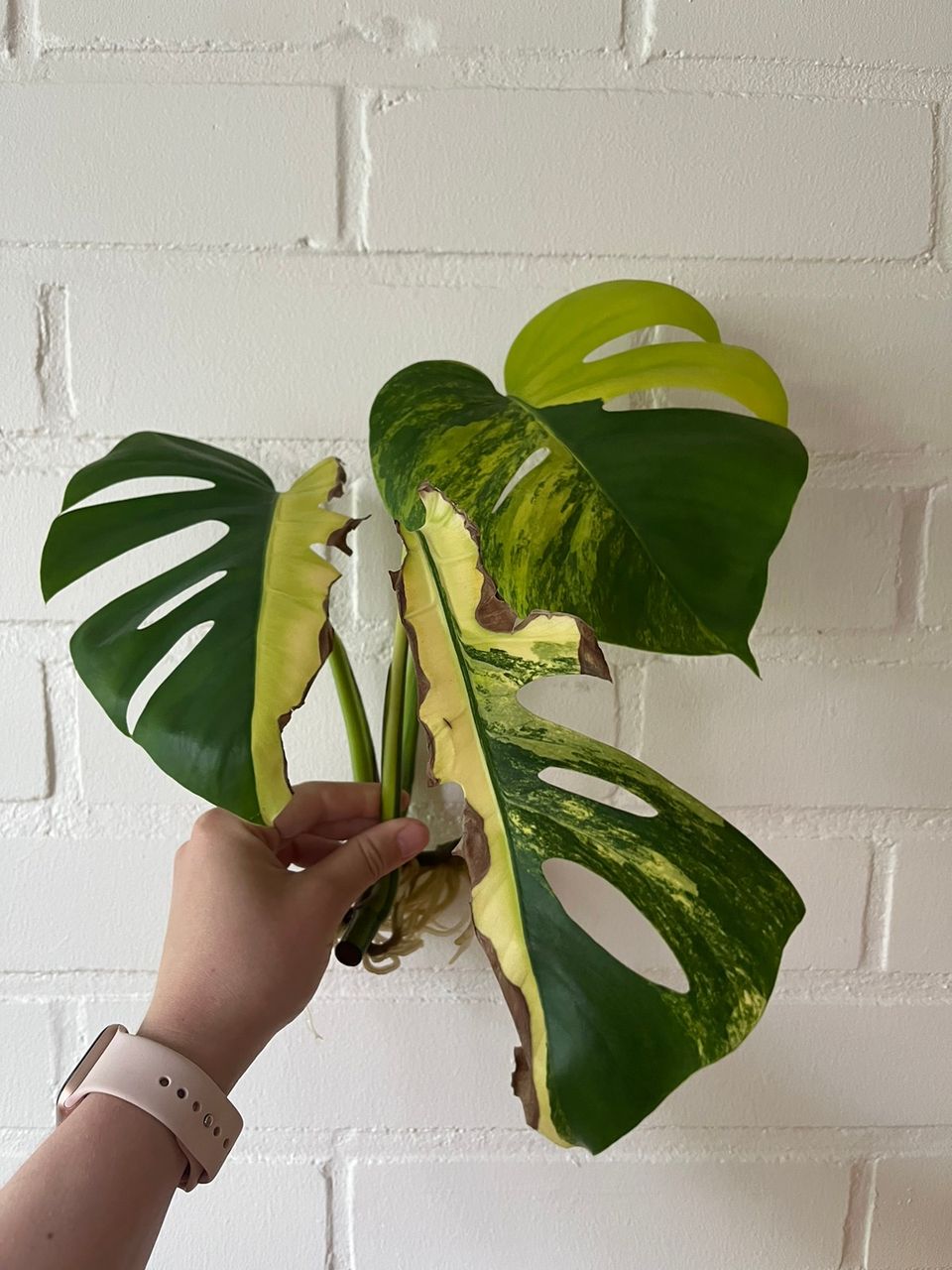 Monstera variegata aurea latvapistokas