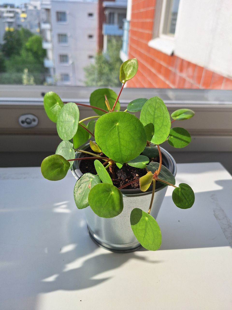 4in1 Kilpipiilea