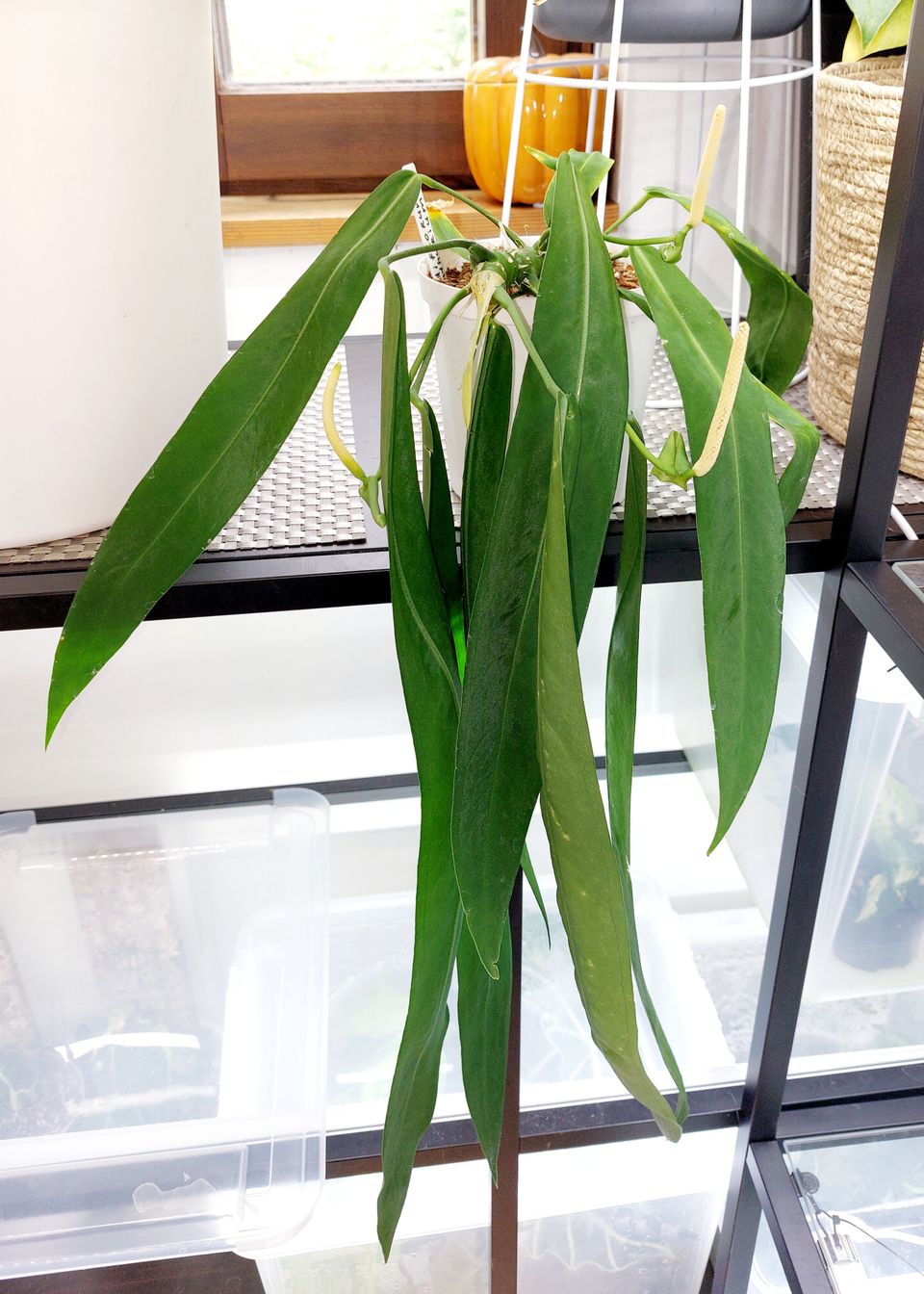 Anthurium Pallidiflorumin