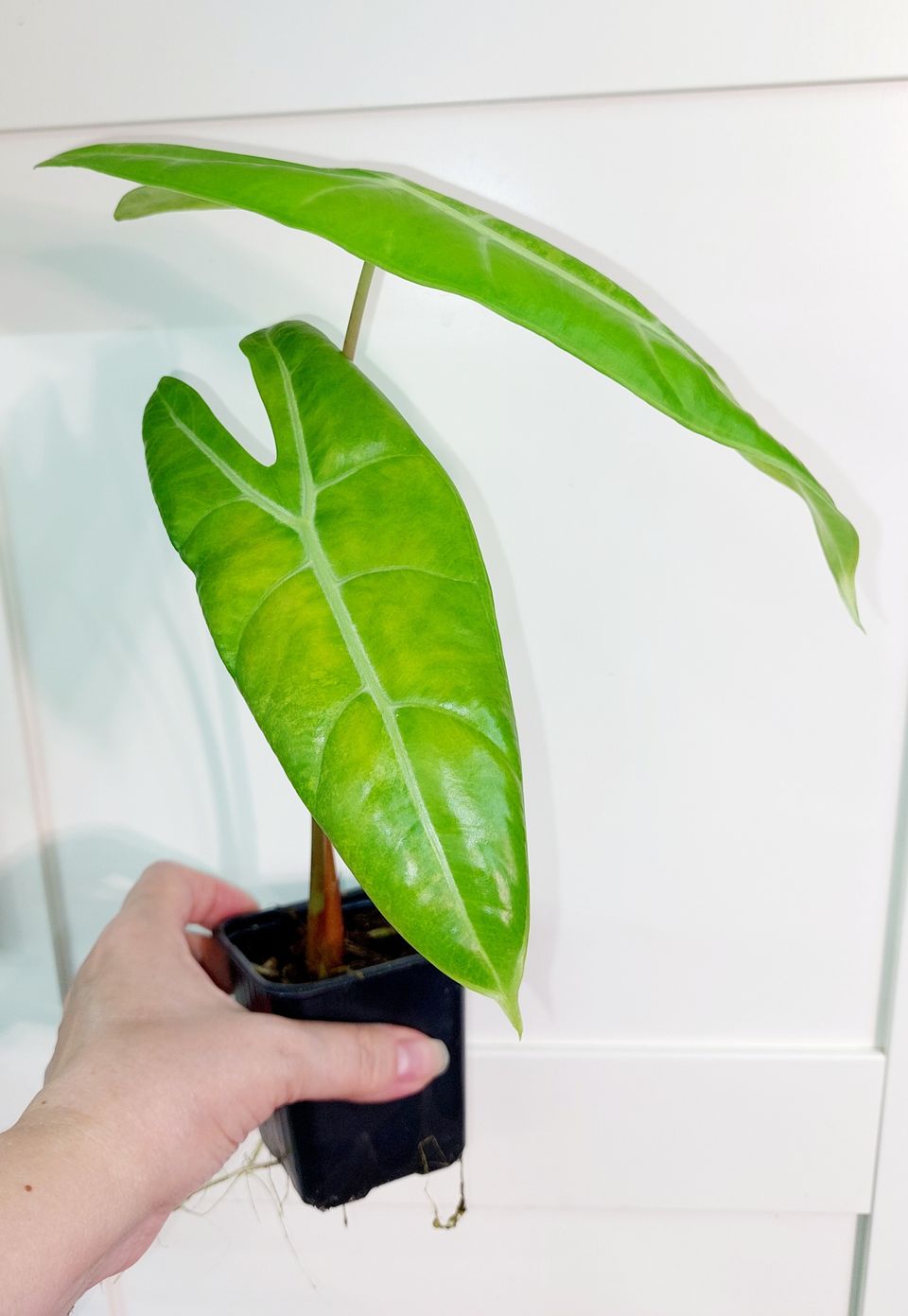 Alocasia Longiloba variegata