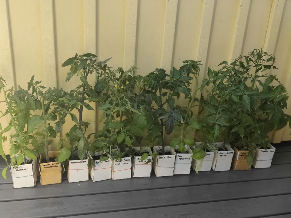 Tomaatin taimia 16 eri lajiketta