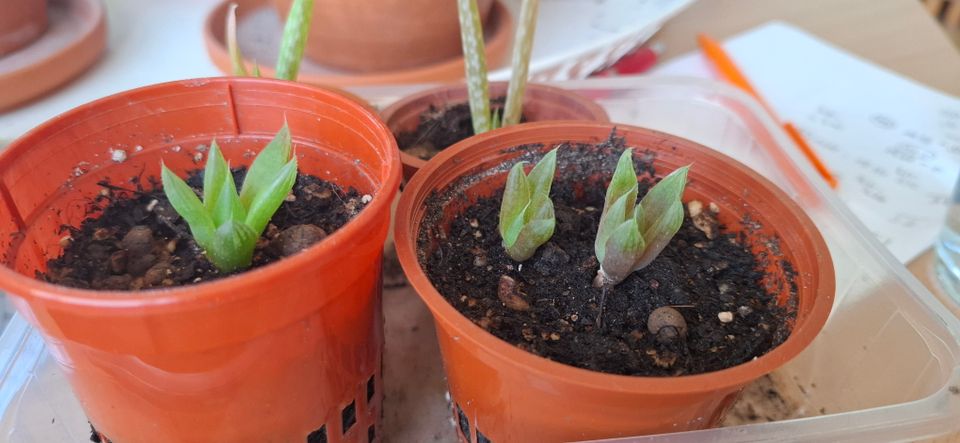 Haworthia cooperii pistokkaita