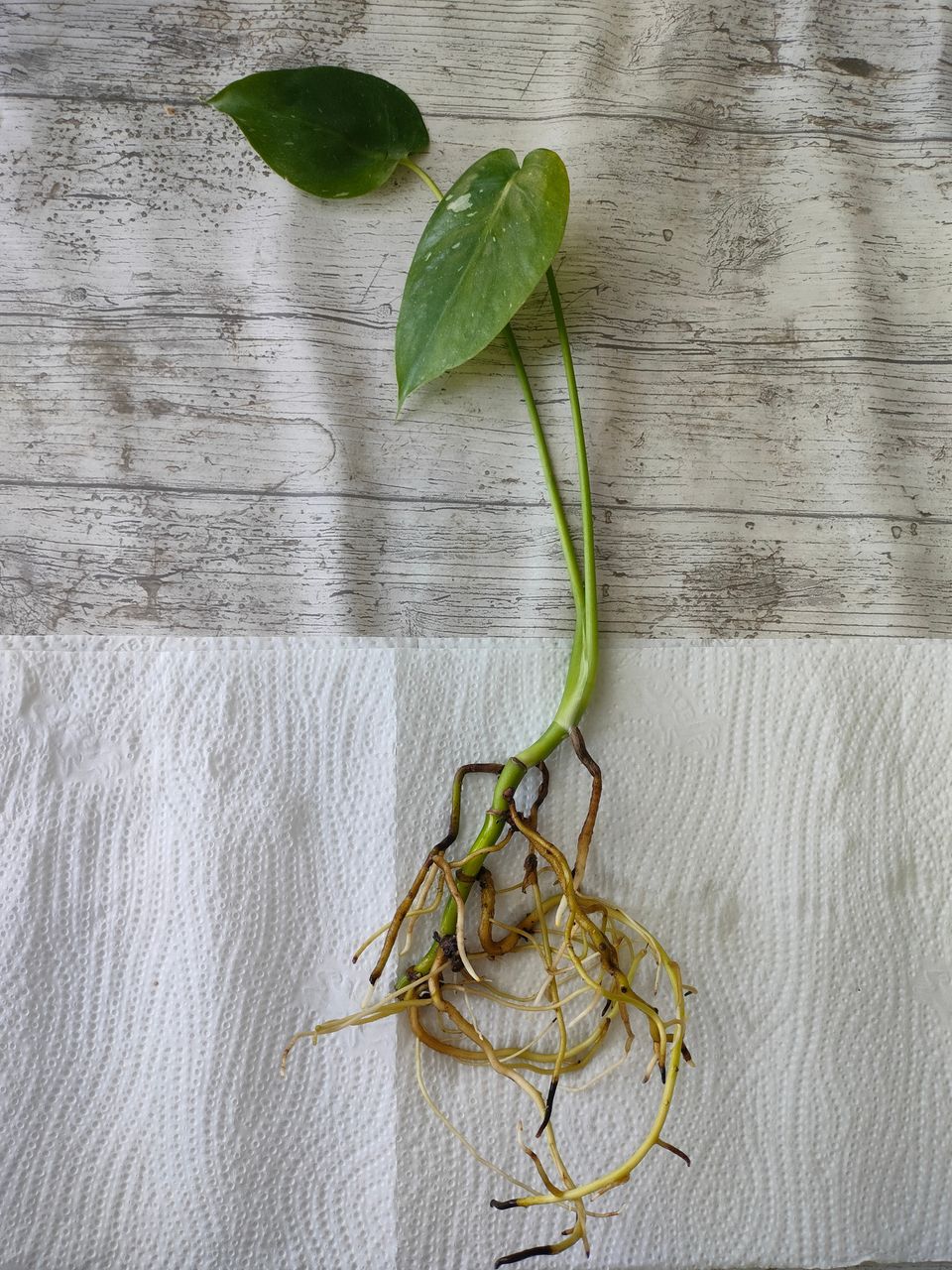 Monstera variegata pistokas