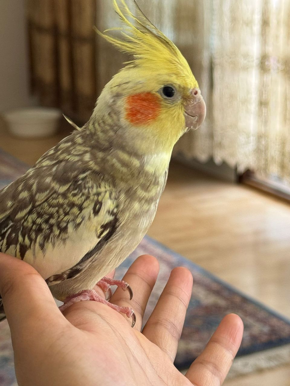 Haluaisitko kauniin cockatielin?