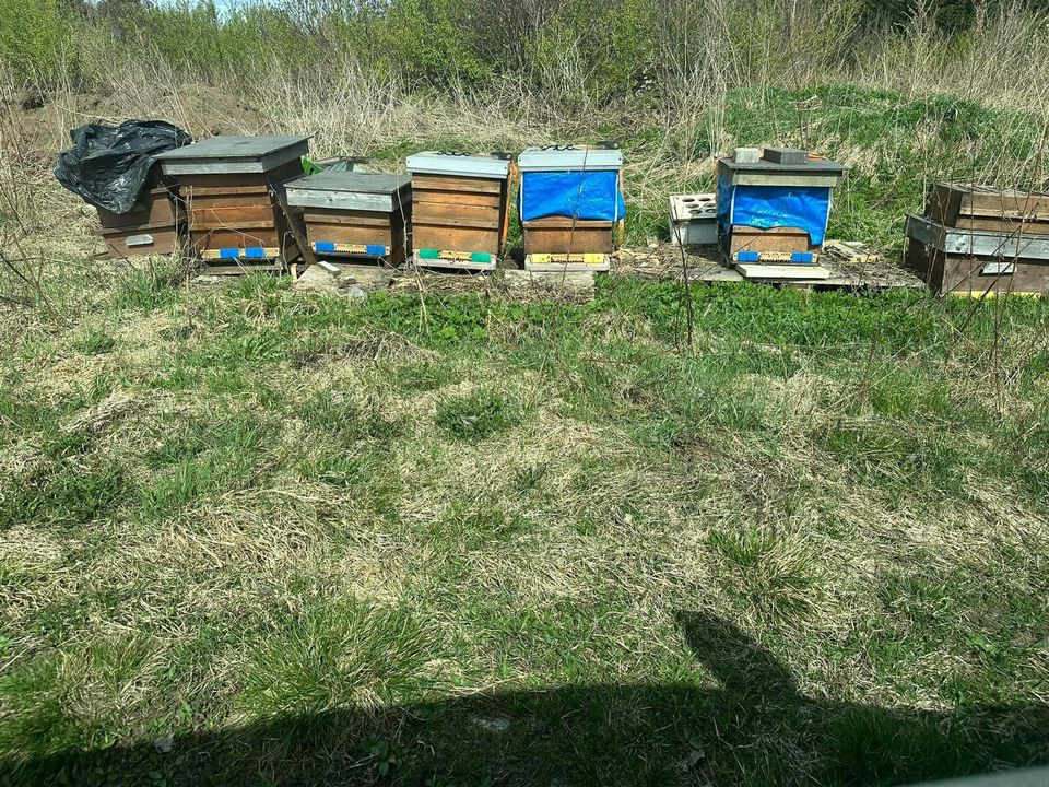 Mehiläispesiä