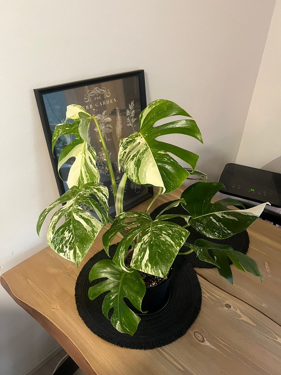 8-lehtinen monstera variegata