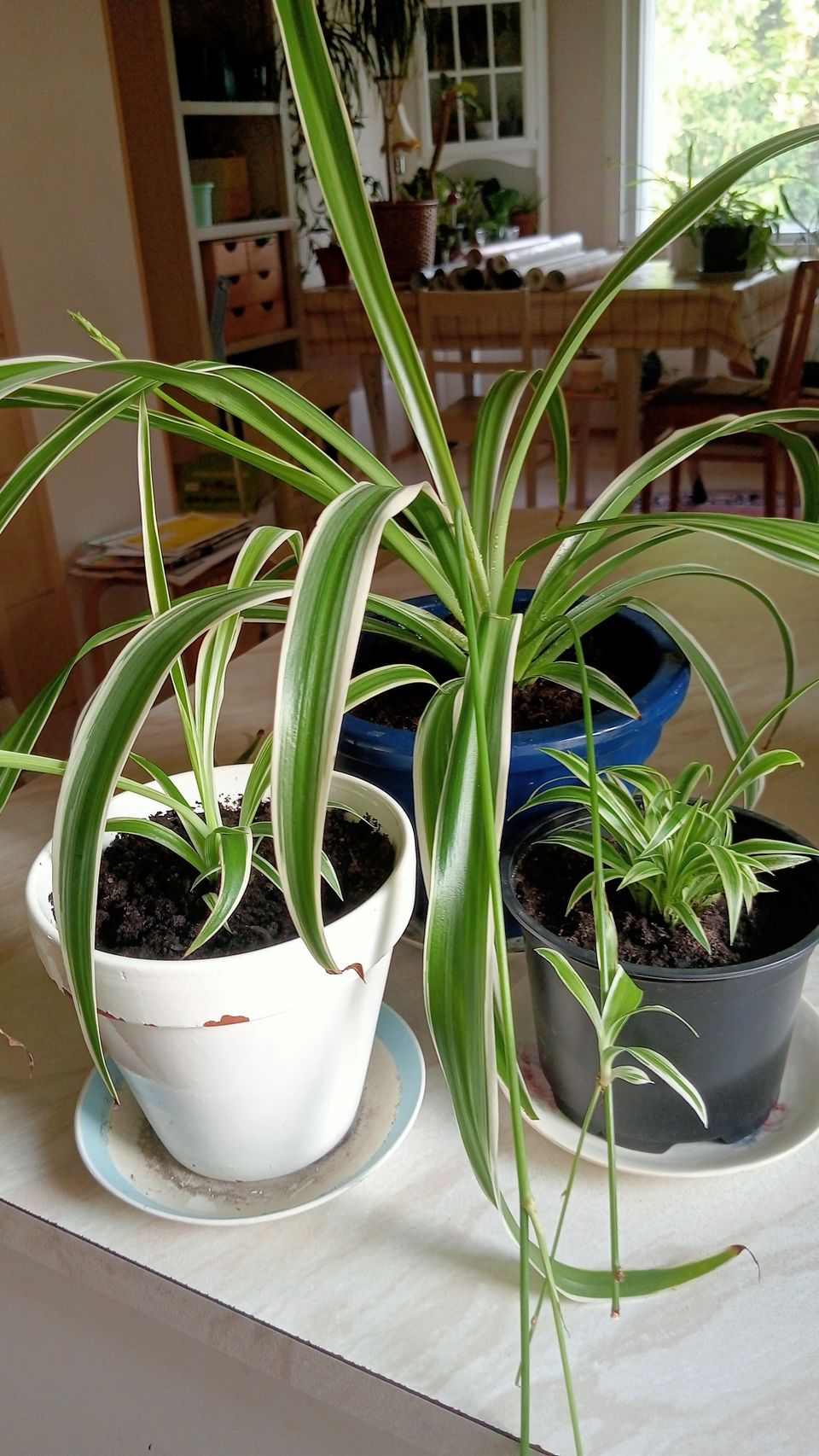 Rönsylilja (kaksivärinen) huonekasvi