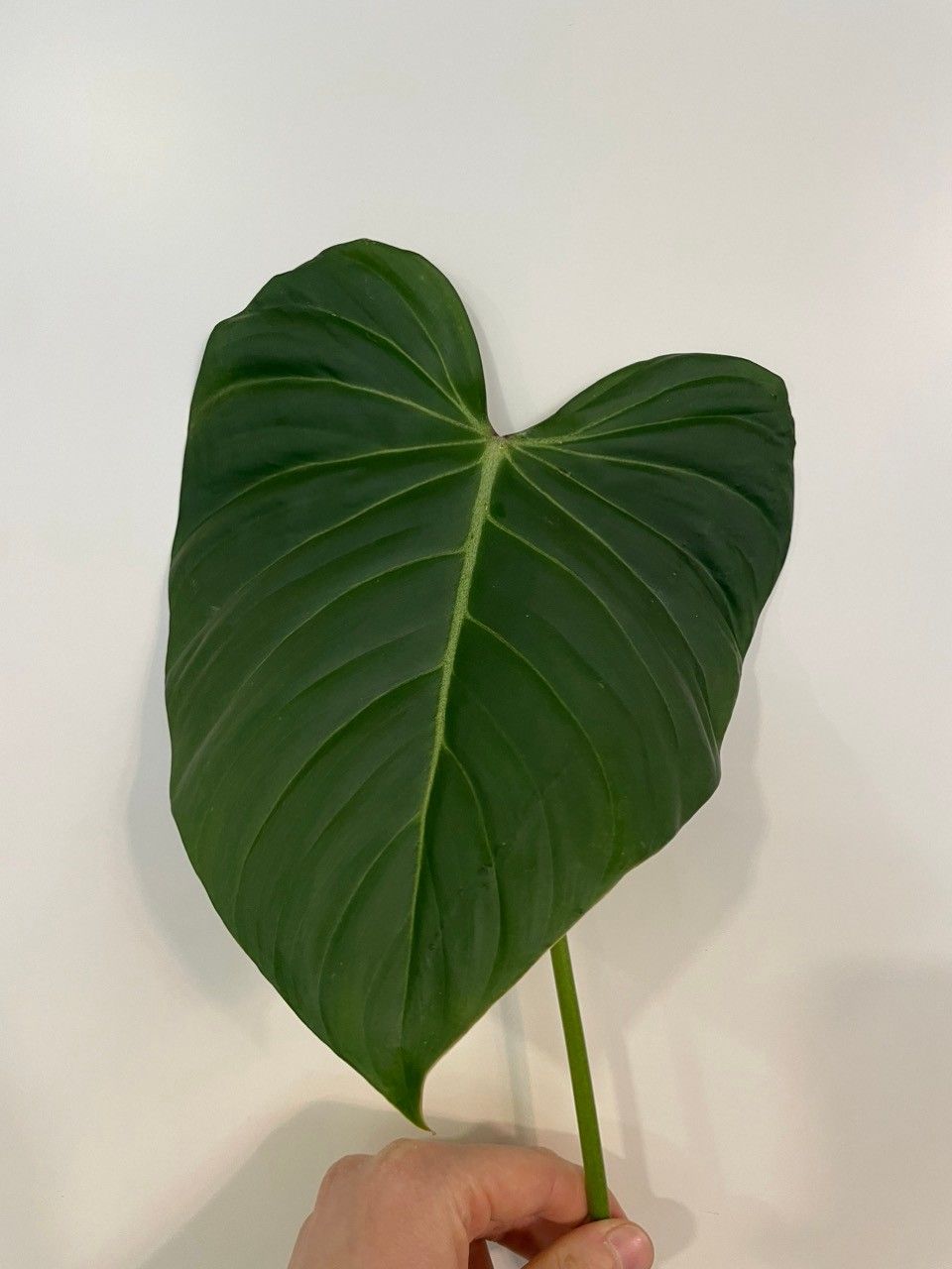 Philodendron Gloriosum x Lynamii