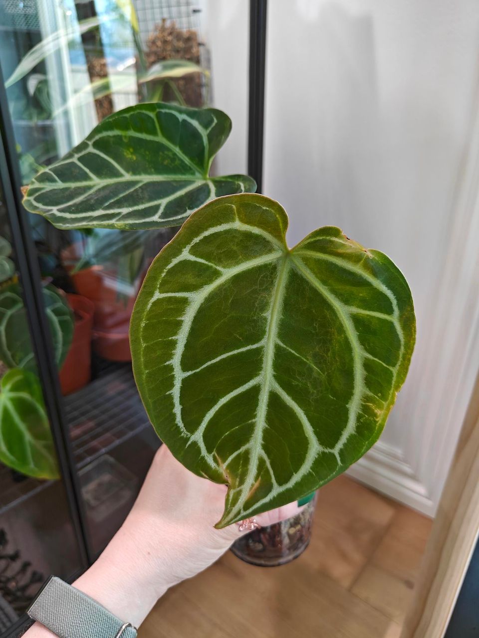 Anthurium Crystallinum