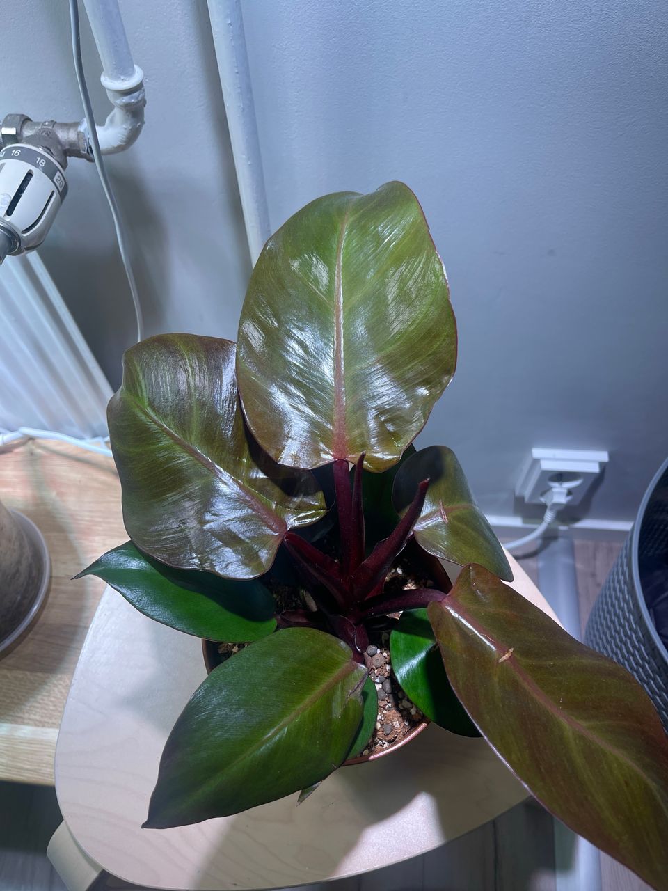 Philodendron sunlight