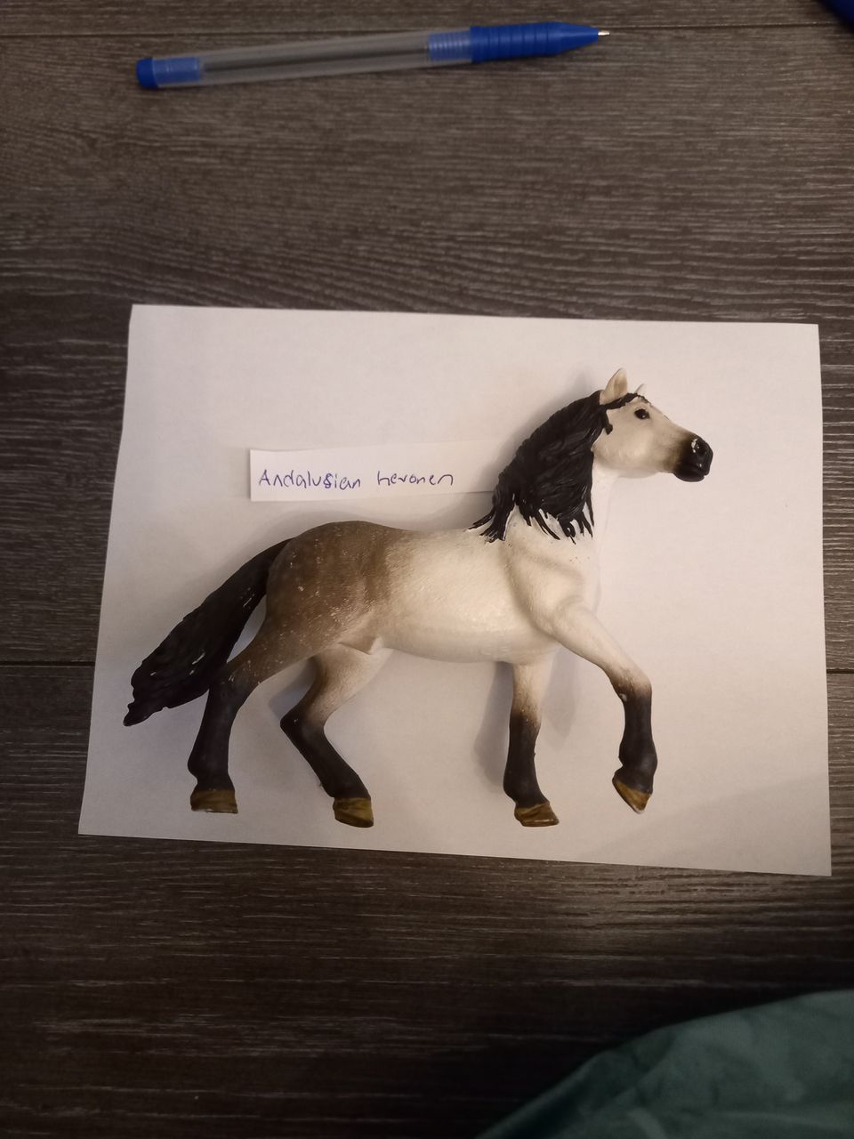 Andalusian hevonen vuodelta 2016, ori