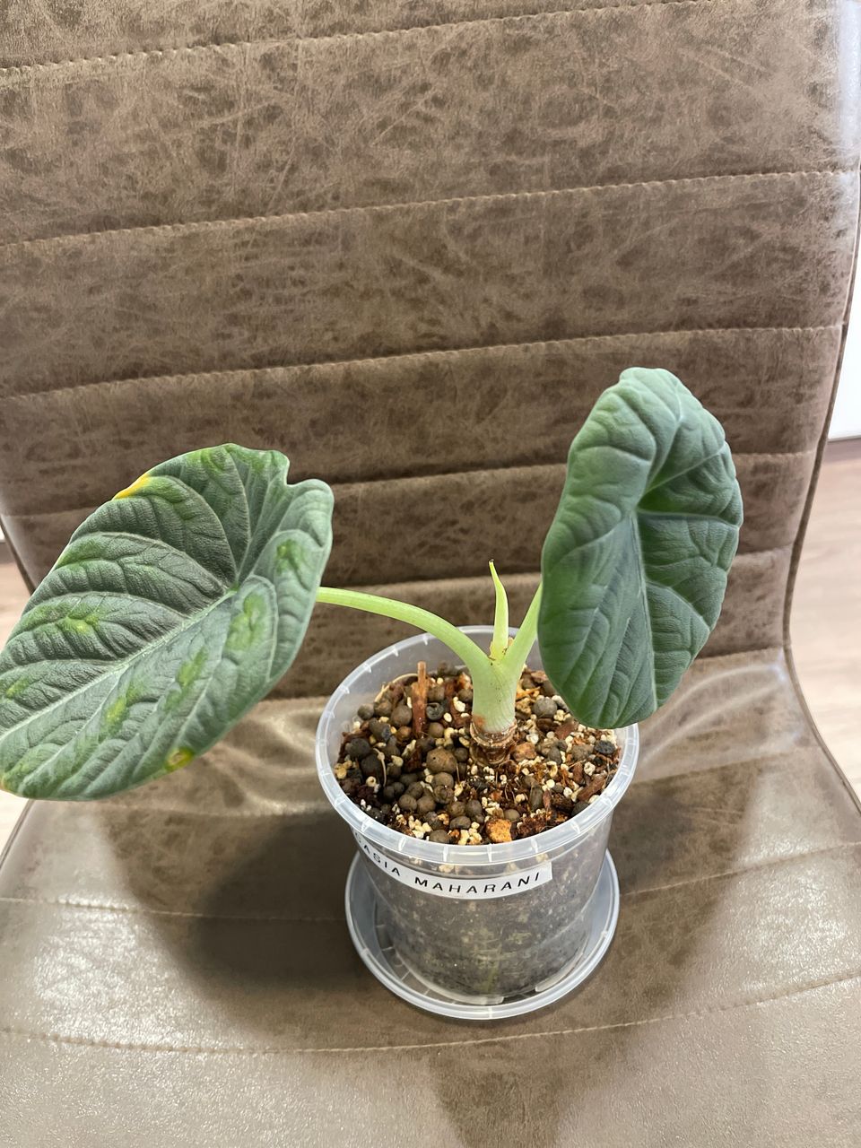 Alocasia maharani