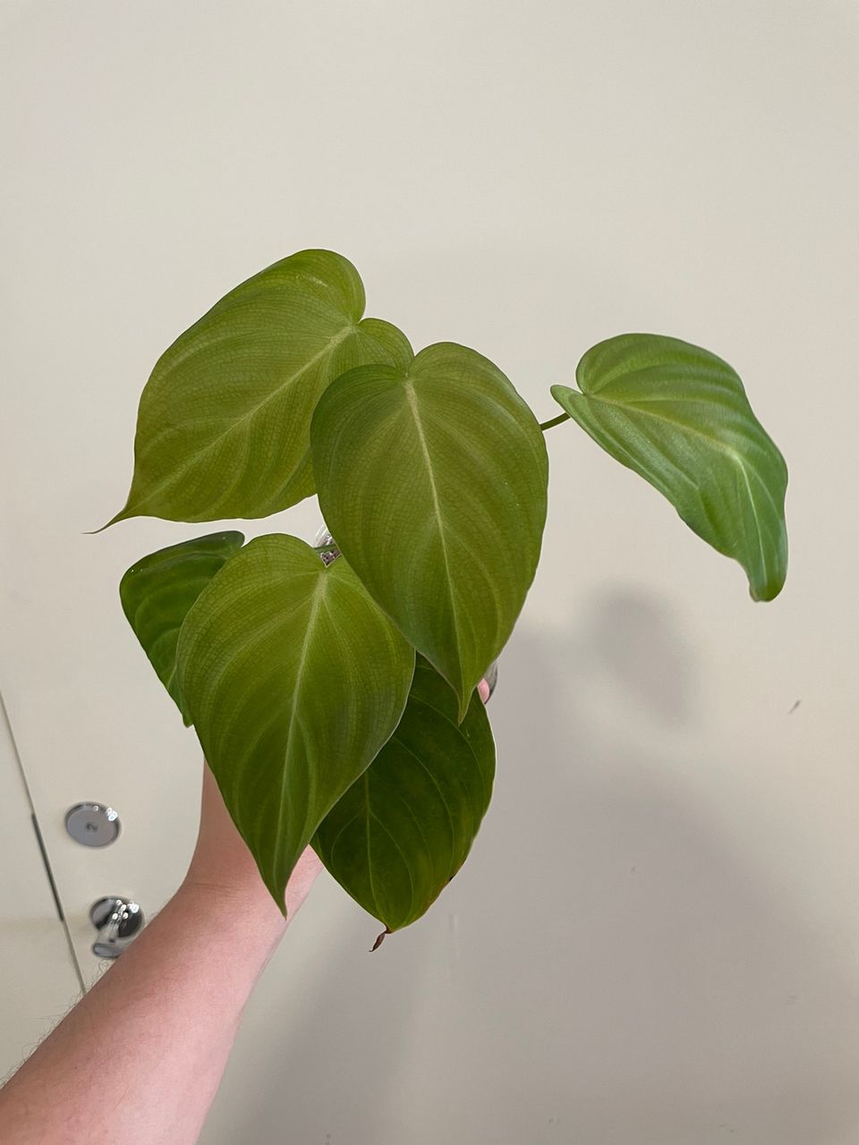 Philodendron Glorious (Melanochrysum x Gloriosum)