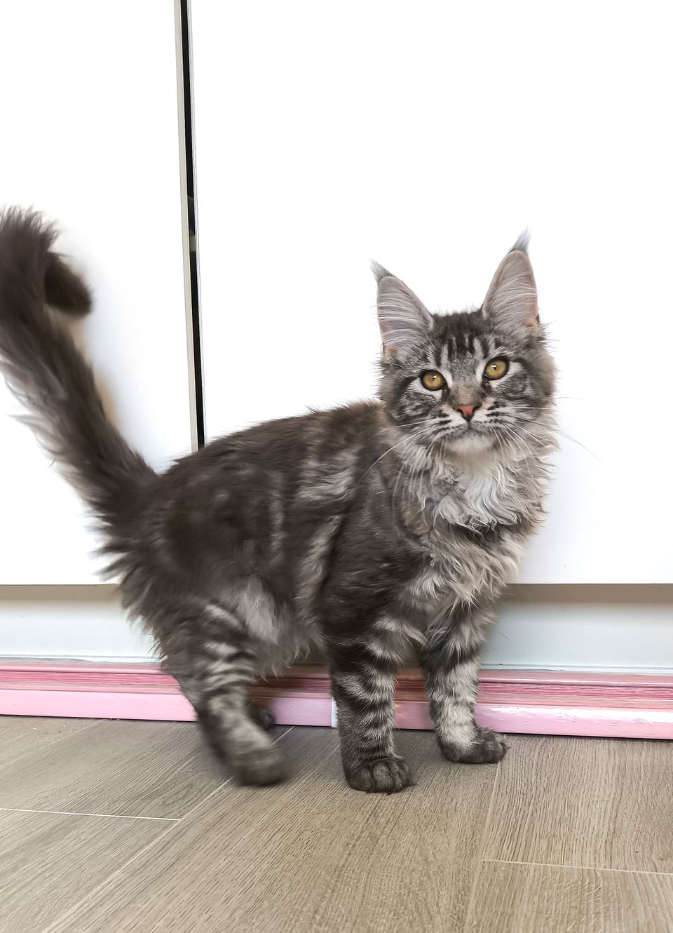Maine coon girl, WCF system