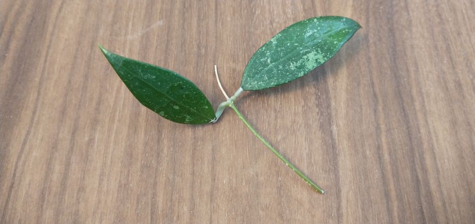 Hoya pallida pistokas