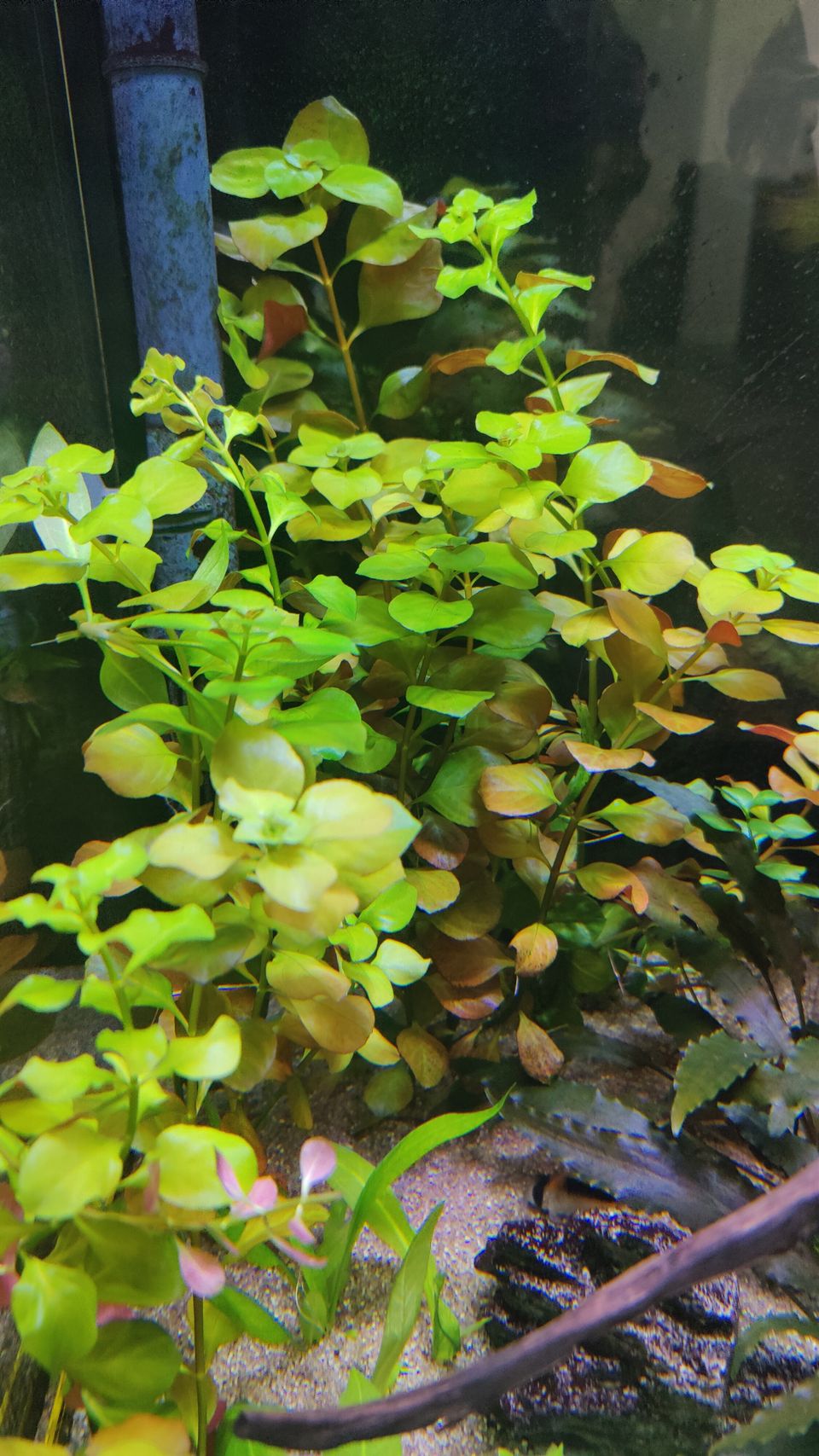 Suorusolehti akvaariokasvi