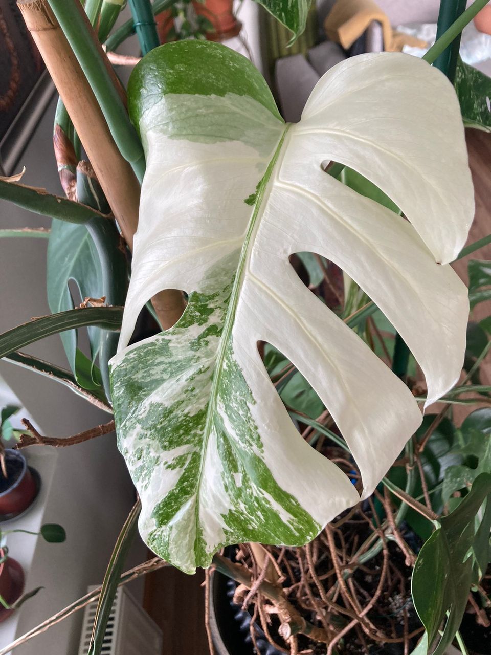 Monstera variegata