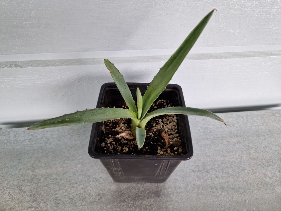 Agave Sisalana