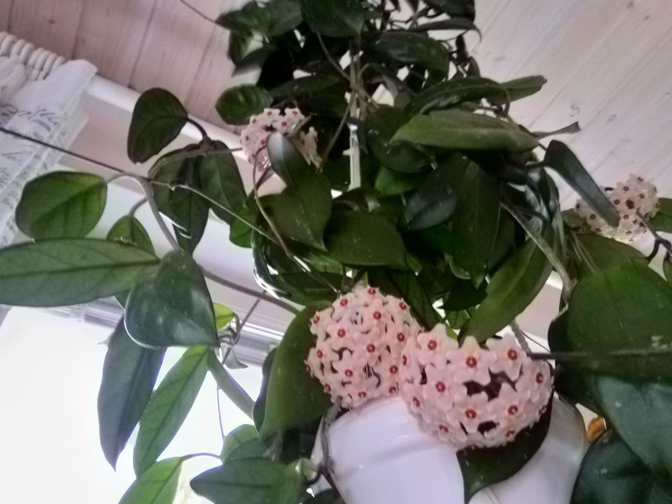 Posliinikukka ( Hoya) ; vanha kanta