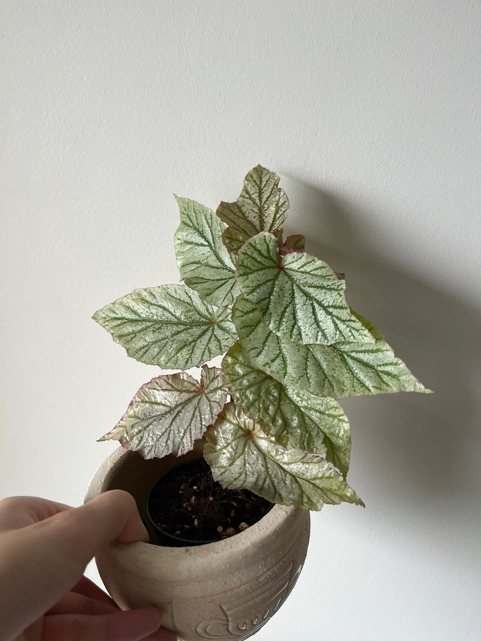 Begonia ’don miller’