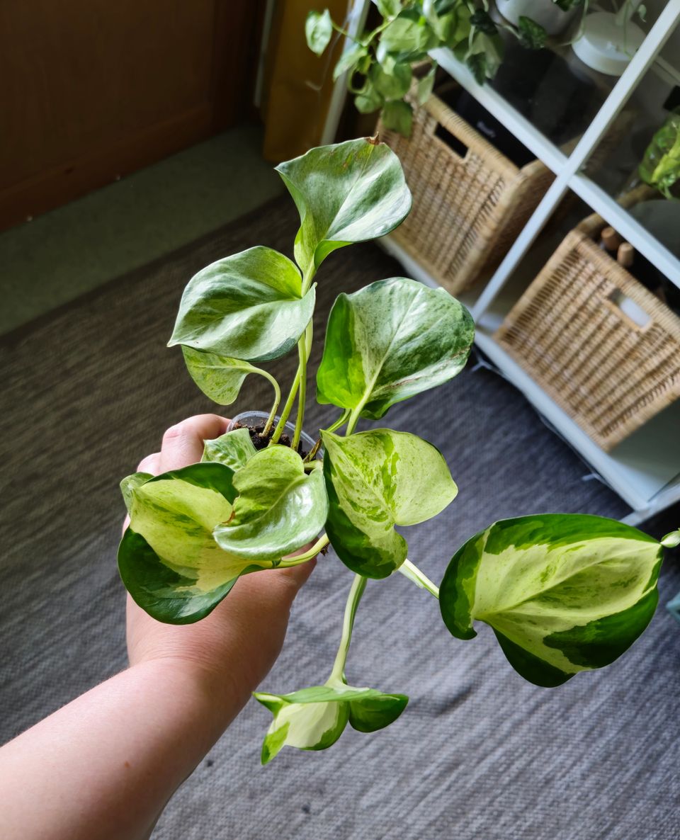 Kultaköynnös manjula/happy leaf