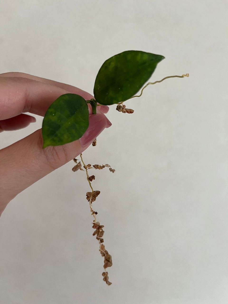 Hoya lacunosa ’Amarillo’