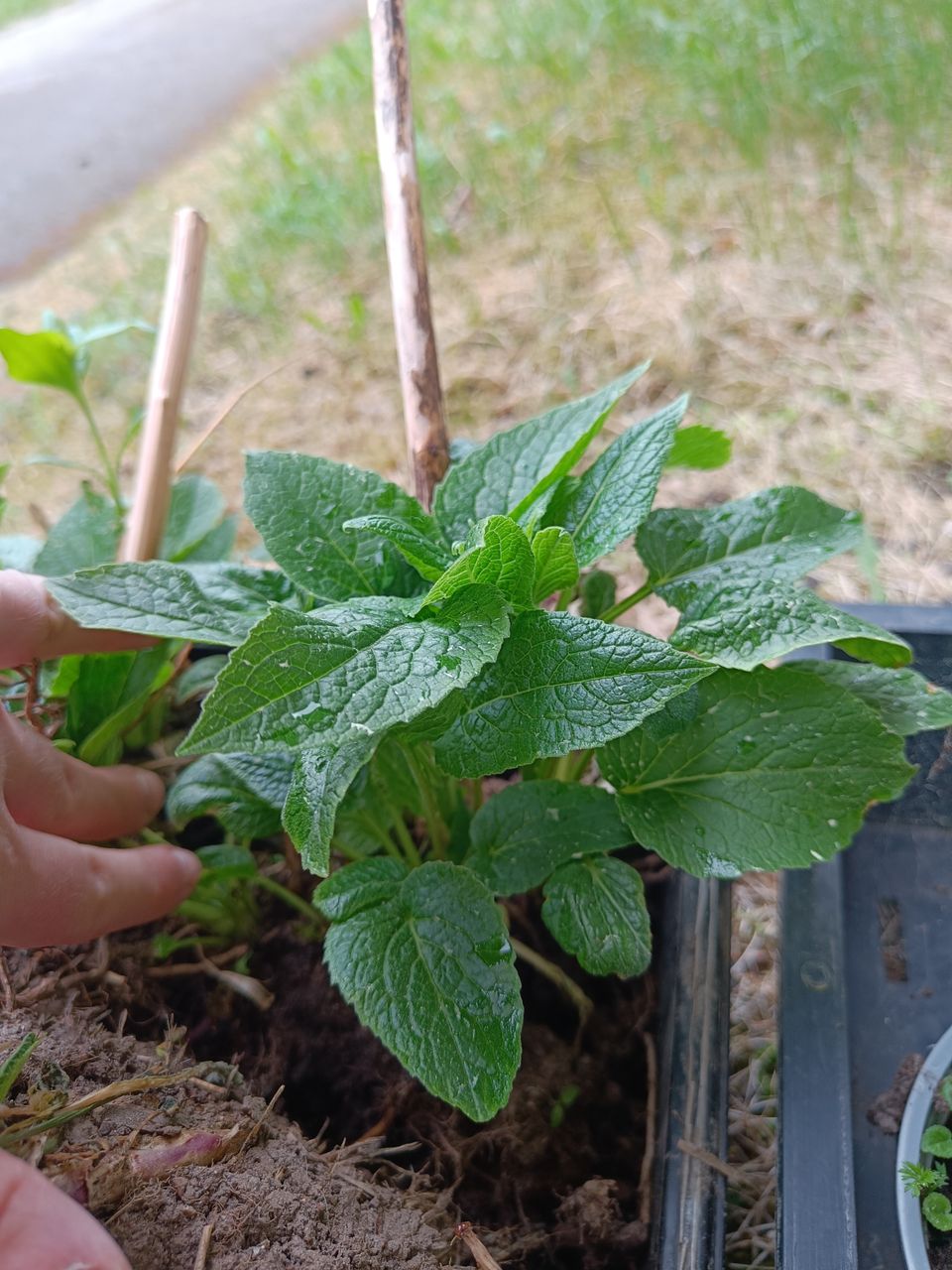 Ukonkello jakopaloja settinä