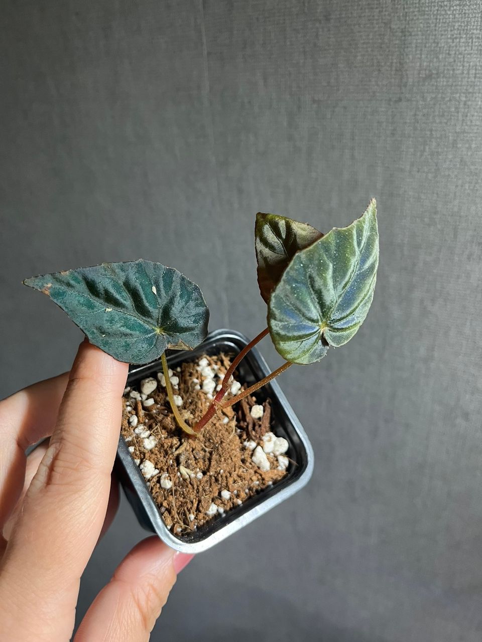 Begonia pavonina cyan form