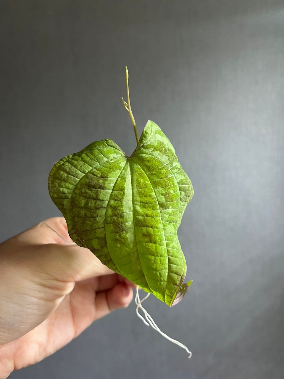 Dioscorea discolor