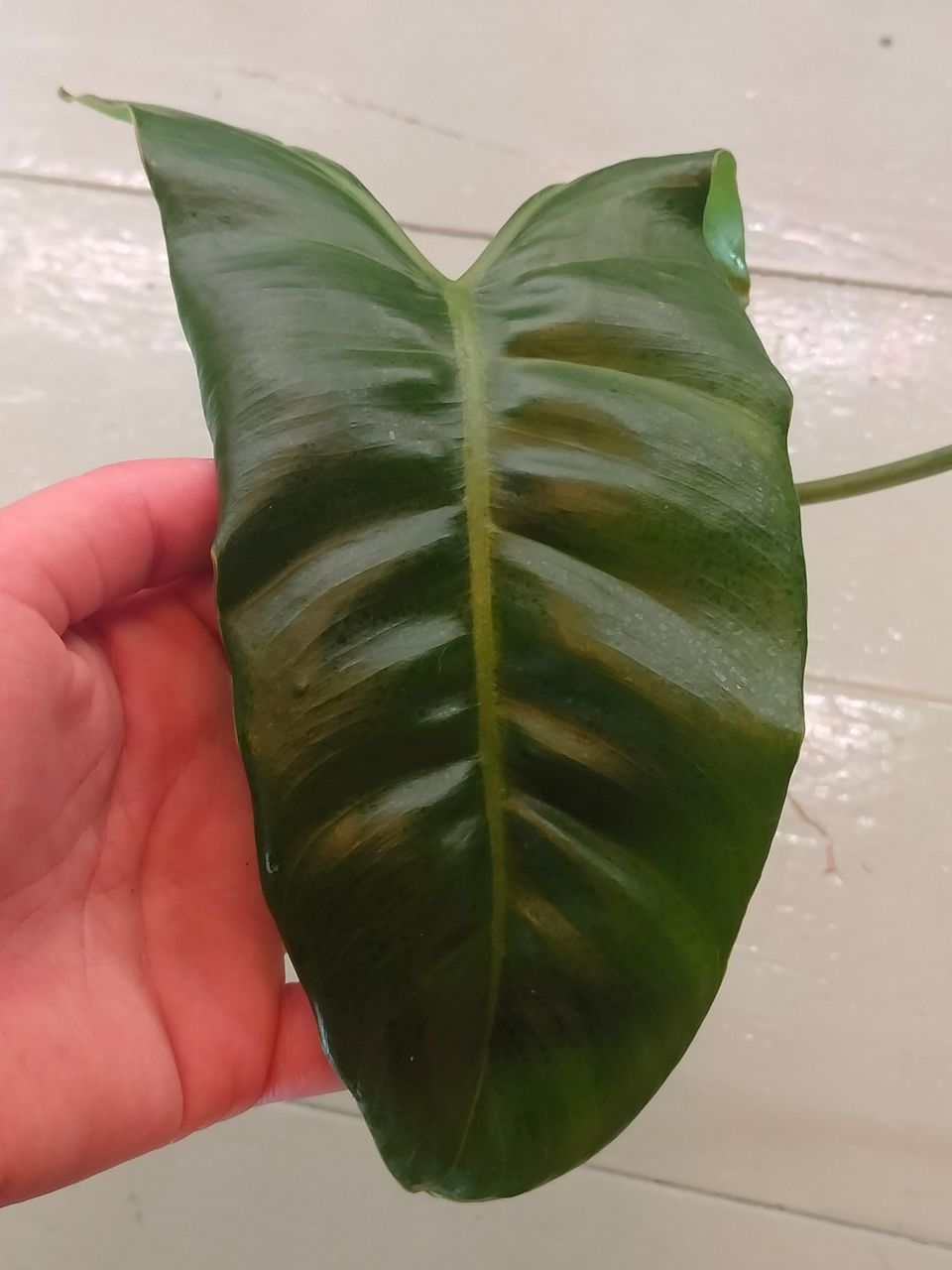 Philodendron Paraiso Verde