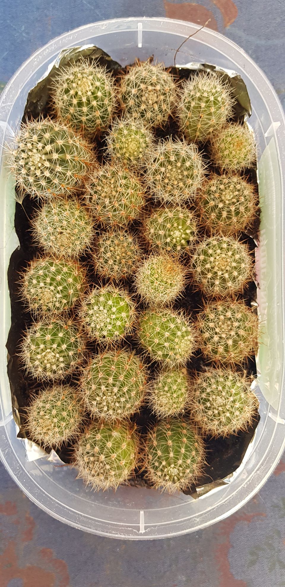 Vanhapoika kaktuksen poikasia