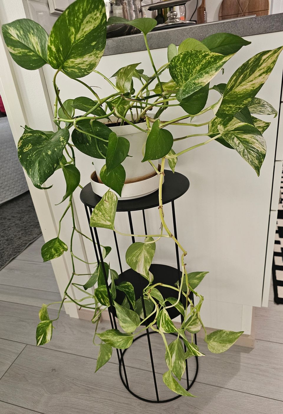 Ruukku ja kasvi- plant