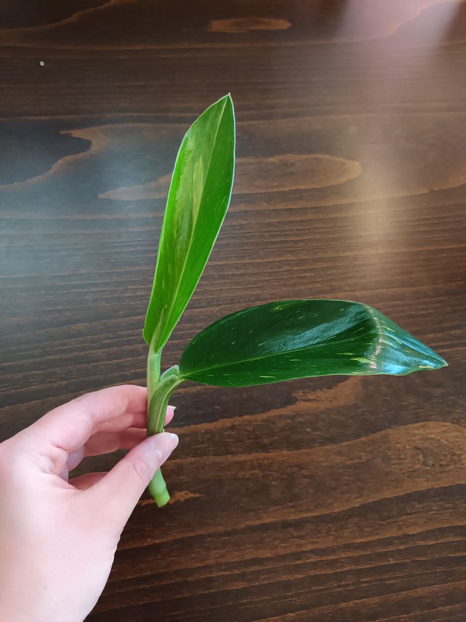 Monstera standleyana variegata pistokas