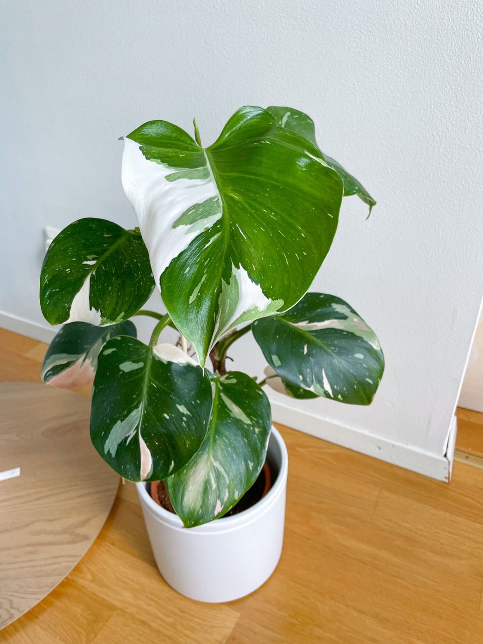 Philodendron White Wizard iso kasvi