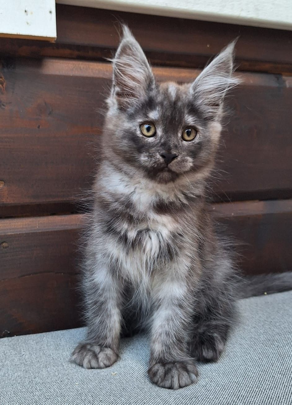 Maine coon-kissanpentu