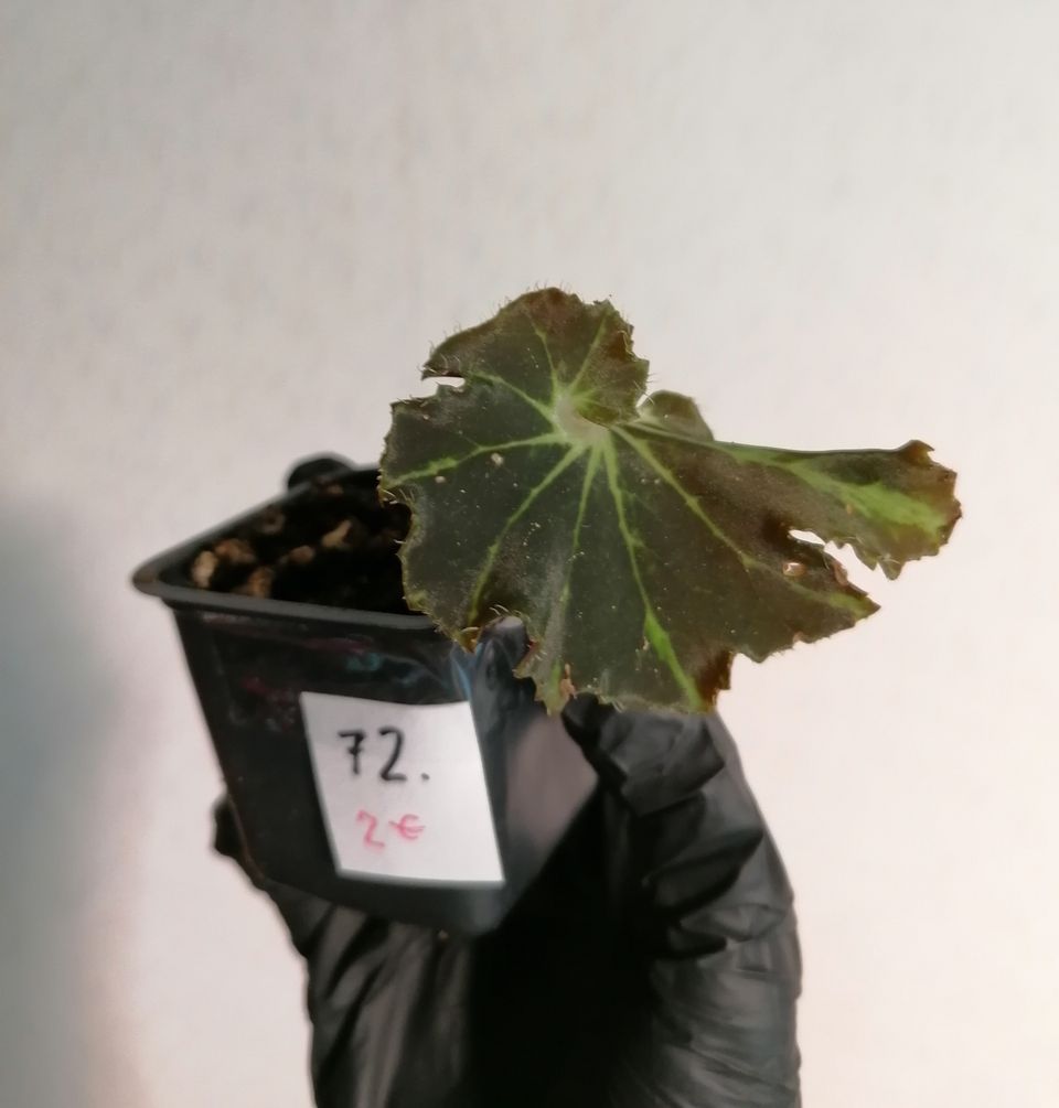 Begonia `Evy` ruukku 72