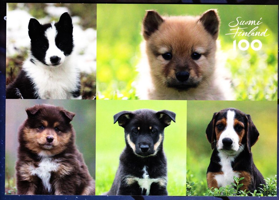 Kotimaiset koirarodut - postikortti